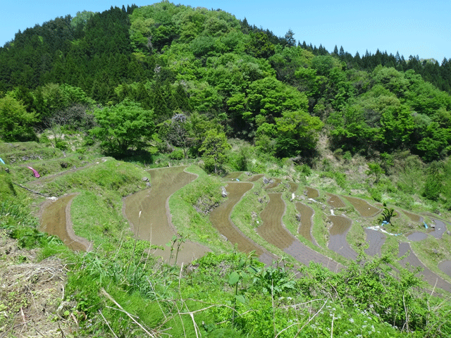 株式会社日食　【熊波の棚田】　兵庫県但馬　美方郡香美町村岡区熊波　棚田米コシヒカリ