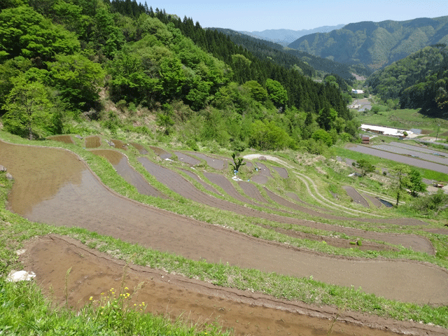 株式会社日食　【熊波の棚田】　兵庫県但馬　美方郡香美町村岡区熊波　棚田米コシヒカリ