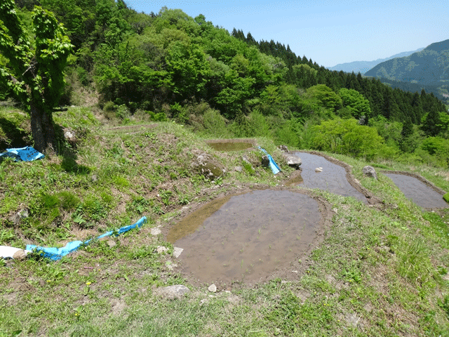 株式会社日食　【熊波の棚田】　兵庫県但馬　美方郡香美町村岡区熊波　棚田米コシヒカリ