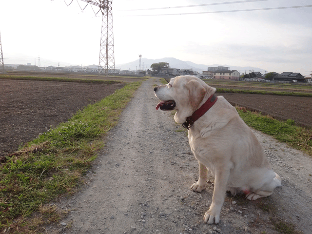 株式会社日食　愛犬ナナ　ゴールデン　ラブラドール　レトリバー　散歩