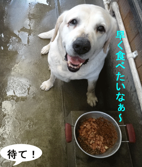 株式会社日食　愛犬ナナ　ゴールデン　ラブラドール　レトリバー