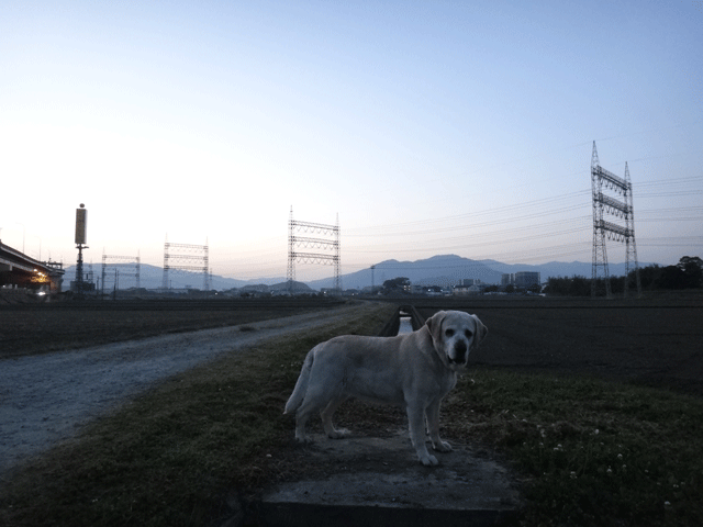 株式会社日食　愛犬ナナ　ゴールデン　ラブラドール　レトリバー　お散歩