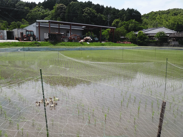 株式会社日食　鹿児島県伊佐市大口山野　有限会社ライス郷井手口　アイガモ無農薬米　ミルキークイーン