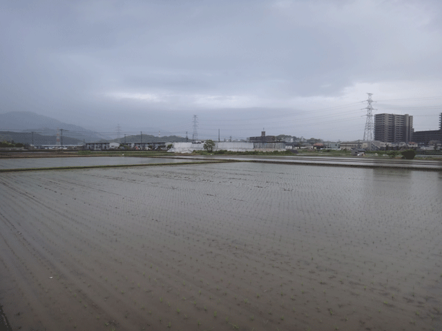 株式会社日食　福岡県糟屋郡粕屋町大字江辻　夢つくし　田植え