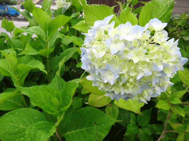 株式会社日食　紫陽花　あじさい　開花