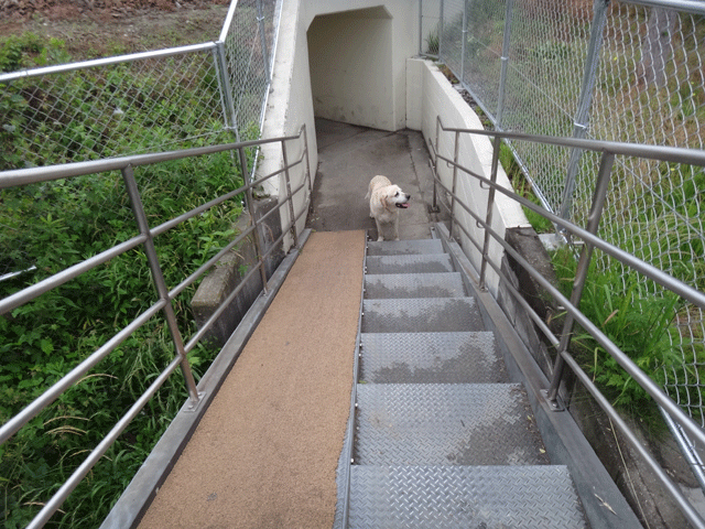 株式会社日食　愛犬ナナ　ゴールデン　ラブラドール　レトリバー　お散歩