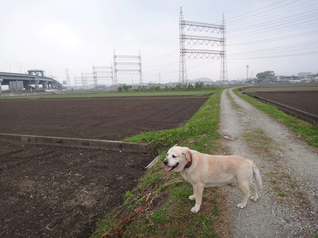 株式会社日食　愛犬ナナ　ゴールデン　ラブラドール　レトリバー　お散歩