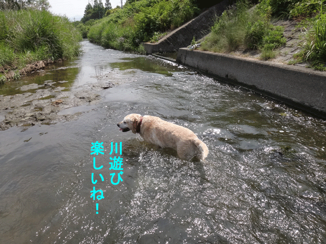 株式会社日食　愛犬ナナ　ゴールデン　ラブラドール　レトリバー　お散歩　川遊び