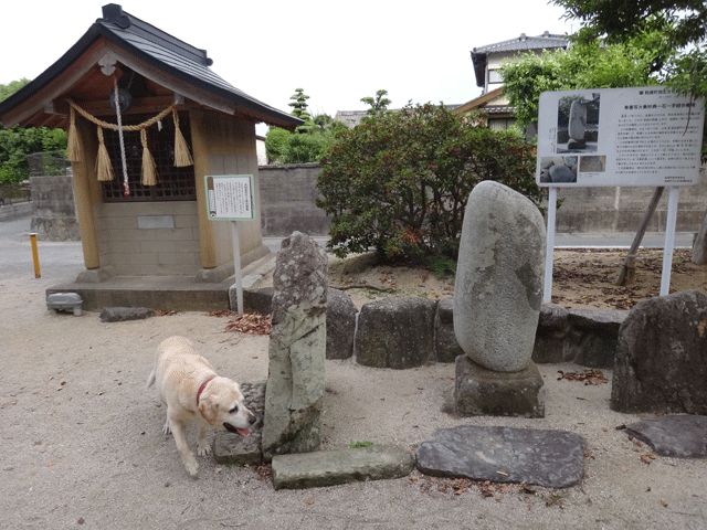 株式会社日食　愛犬ナナ　ゴールデン　ラブラドール　レトリバー　お散歩