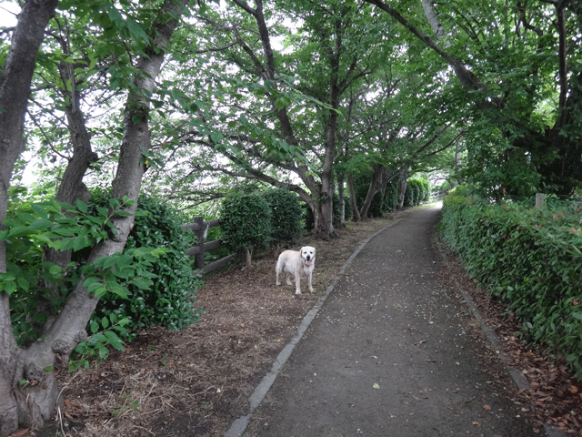 株式会社日食　愛犬ナナ　ゴールデン　ラブラドール　レトリバー　お散歩