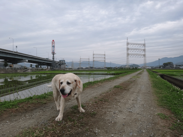 株式会社日食　愛犬ナナ　ゴールデン　ラブラドール　レトリバー　お散歩