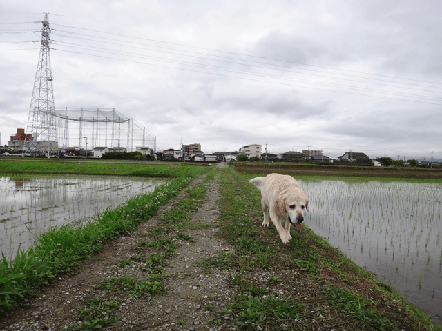 株式会社日食　愛犬ナナ　ゴールデン　ラブラドール　レトリバー　お散歩