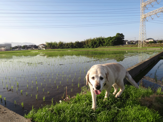 株式会社日食　愛犬ナナ　ゴールデン　ラブラドール　レトリバー　お散歩