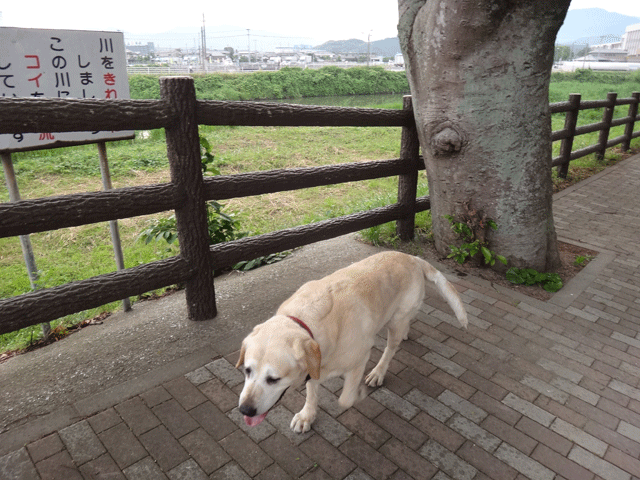 株式会社日食　愛犬ナナ　ゴールデン　ラブラドール　レトリバー　お散歩