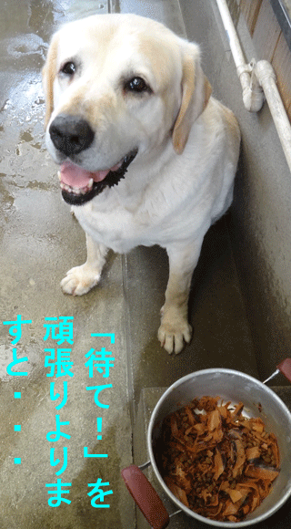 株式会社日食　愛犬ナナ　ゴールデン　ラブラドール　レトリバー　ごはん　待て