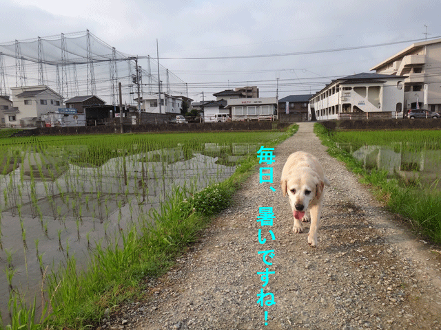 株式会社日食　愛犬ナナ　ゴールデン　ラブラドール　レトリバー　お散歩