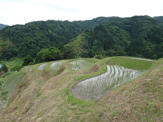 株式会社日食　【熊波の棚田】　兵庫県但馬　美方郡香美町村岡区熊波　棚田米コシヒカリ