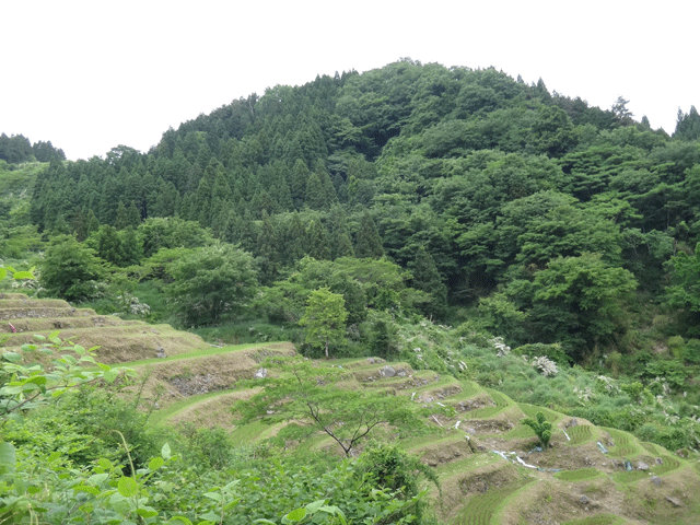 株式会社日食　【熊波の棚田】　兵庫県但馬　美方郡香美町村岡区熊波　棚田米コシヒカリ