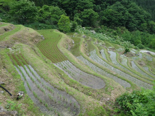 株式会社日食　【熊波の棚田】　兵庫県但馬　美方郡香美町村岡区熊波　棚田米コシヒカリ