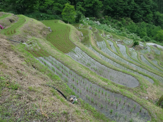 株式会社日食　【熊波の棚田】　兵庫県但馬　美方郡香美町村岡区熊波　棚田米コシヒカリ