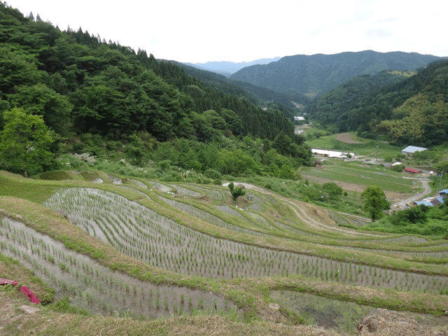 株式会社日食　【熊波の棚田】　兵庫県但馬　美方郡香美町村岡区熊波　棚田米コシヒカリ