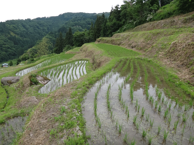 株式会社日食　【熊波の棚田】　兵庫県但馬　美方郡香美町村岡区熊波　棚田米コシヒカリ