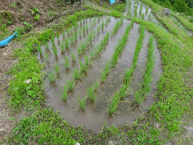 株式会社日食　【熊波の棚田】　兵庫県但馬　美方郡香美町村岡区熊波　棚田米コシヒカリ