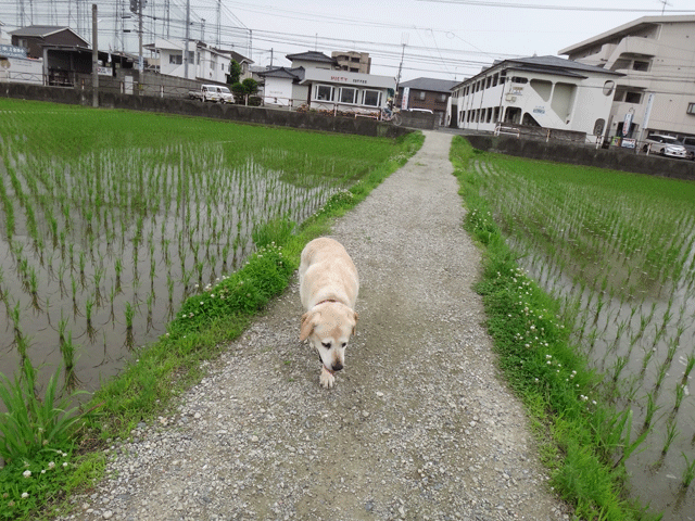 株式会社日食　愛犬ナナ　ゴールデン　ラブラドール　レトリバー　お散歩