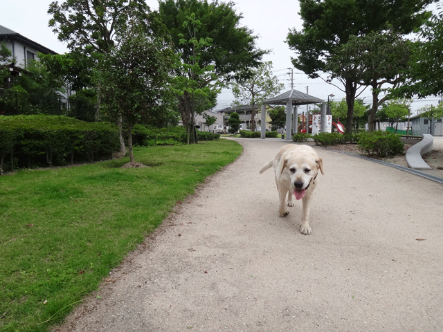 株式会社日食　愛犬ナナ　ゴールデン　ラブラドール　レトリバー　お散歩