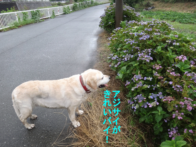 株式会社日食　愛犬ナナ　ゴールデン　ラブラドール　レトリバー　お散歩　　アジサイ