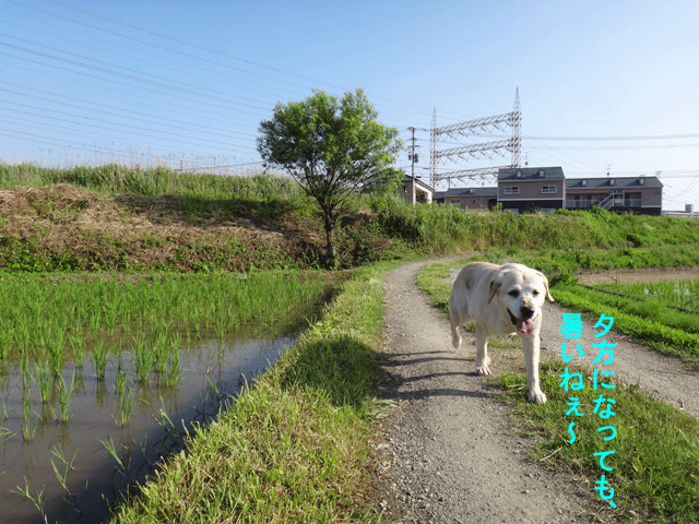 株式会社日食　愛犬ナナ　ゴールデン　ラブラドール　レトリバー　お散歩