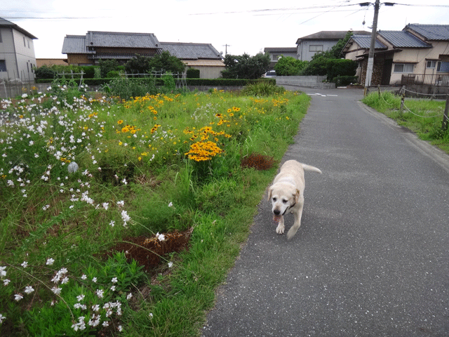 株式会社日食　愛犬ナナ　ゴールデン　ラブラドール　レトリバー　お散歩