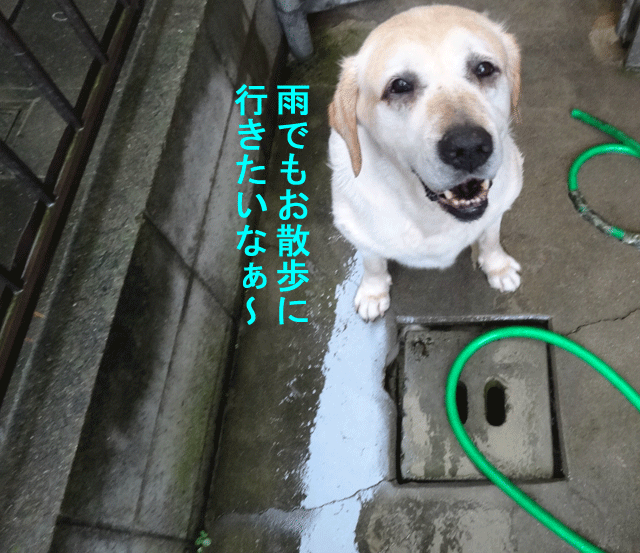 株式会社日食 愛犬ナナ ゴールデン ラブラドール レトリバー お散歩