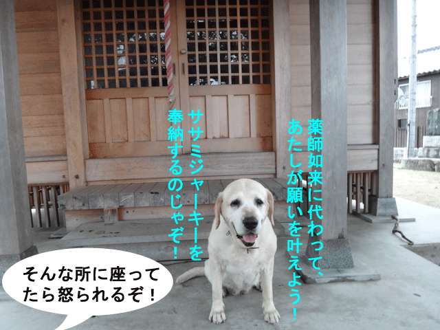 株式会社日食 愛犬ナナ ゴールデン ラブラドール レトリバー お散歩 伊賀薬師堂