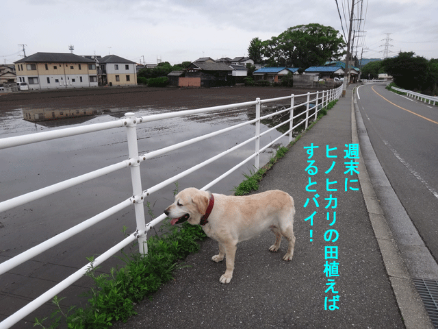 株式会社日食　愛犬ナナ　ゴールデン　ラブラドール　レトリバー　お散歩