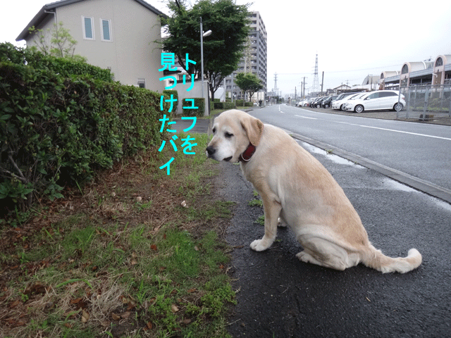 株式会社日食　愛犬ナナ　ゴールデン　ラブラドール　レトリバー　お散歩