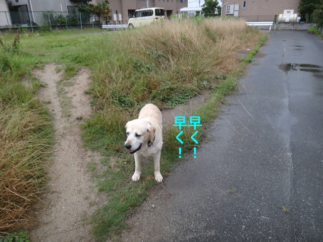 株式会社日食　愛犬ナナ　ゴールデン　ラブラドール　レトリバー　お散歩