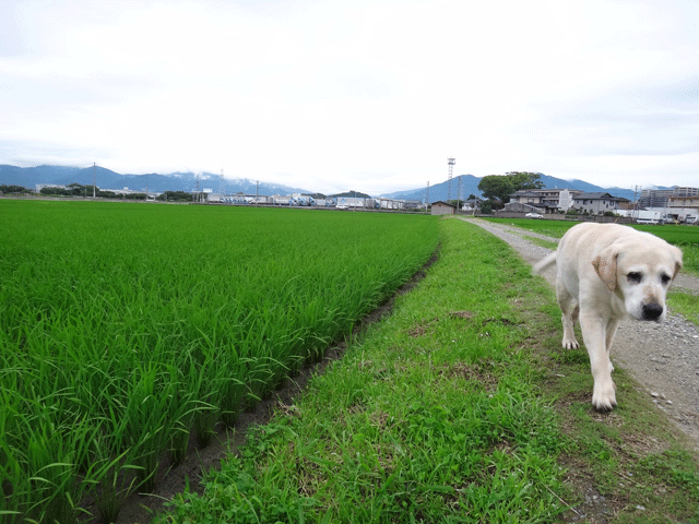 株式会社日食　愛犬ナナ　ゴールデン　ラブラドール　レトリバー　お散歩　ＪＲ　遮断機　キハ４７