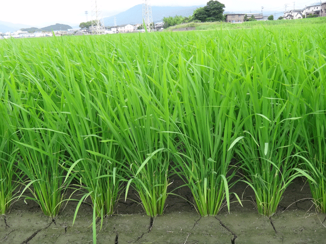 株式会社日食　福岡県産米　夢つくし　ＪＡ粕屋　福岡県粕屋郡粕屋町