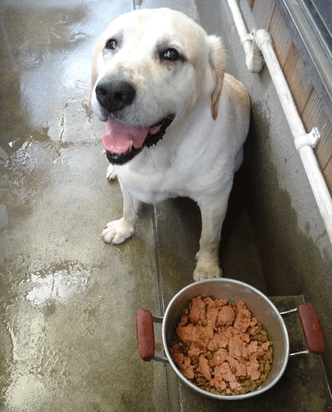 株式会社日食　愛犬ナナ　ゴールデン　ラブラドール　レトリバー