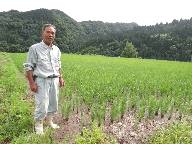 株式会社日食　池口重雄さん　【但馬　村岡米　極】　棚田米コシヒカリ　兵庫県但馬　　美方郡香美町村岡区村岡