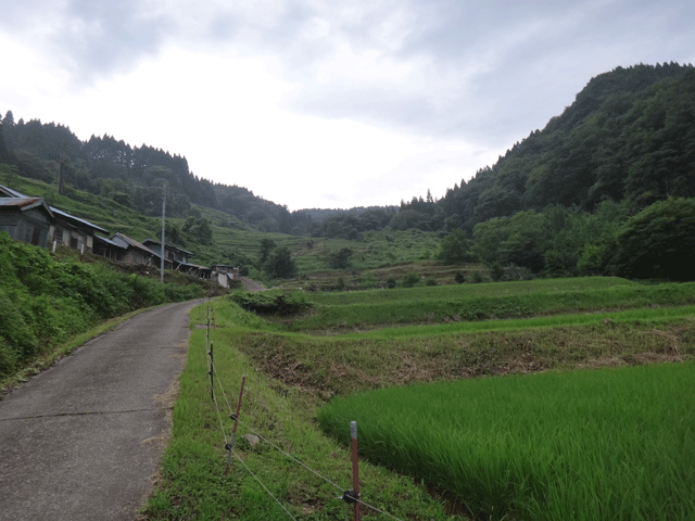 株式会社日食　【熊波の棚田】　兵庫県但馬　美方郡香美町村岡区熊波　棚田米コシヒカリ