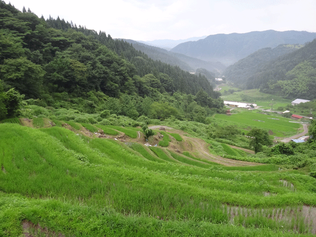 株式会社日食　【熊波の棚田】　兵庫県但馬　美方郡香美町村岡区熊波　棚田米コシヒカリ