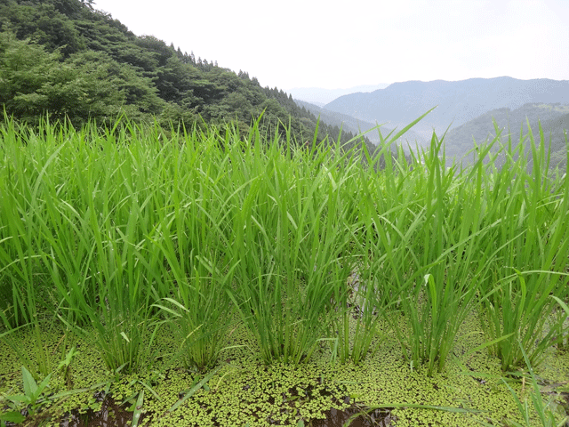 株式会社日食　【熊波の棚田】　兵庫県但馬　美方郡香美町村岡区熊波　棚田米コシヒカリ