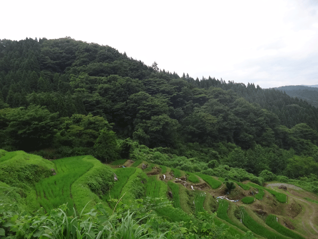 株式会社日食　【熊波の棚田】　兵庫県但馬　美方郡香美町村岡区熊波　棚田米コシヒカリ