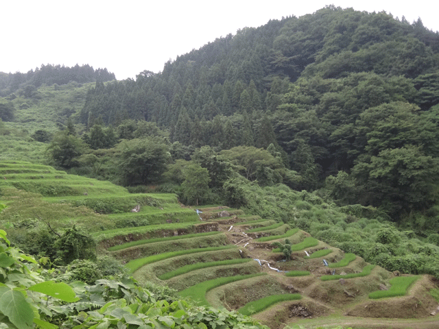 株式会社日食　【熊波の棚田】　兵庫県但馬　美方郡香美町村岡区熊波　棚田米コシヒカリ