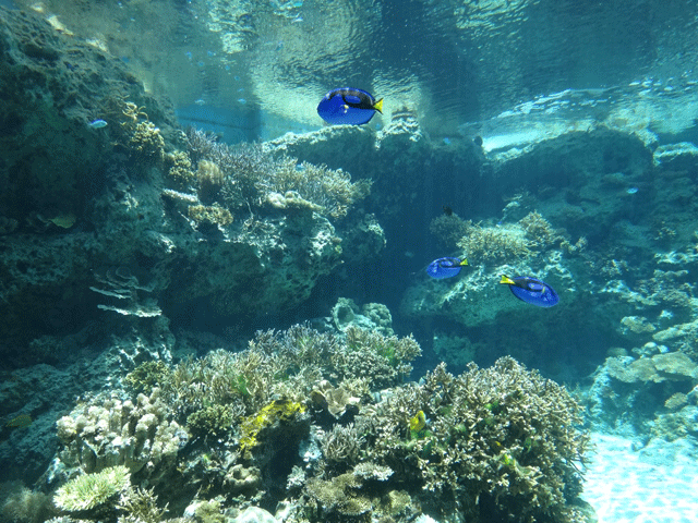 株式会社日食　沖縄出張　沖縄県国頭郡本部町　沖縄美ら海水族館　