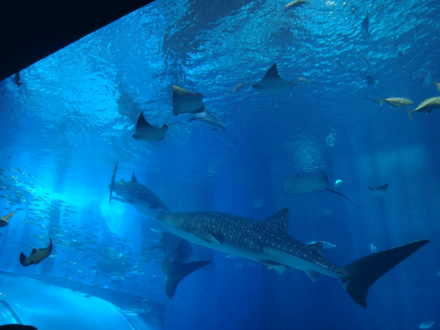 株式会社日食　沖縄出張　沖縄県国頭郡本部町　沖縄美ら海水族館　ジンベイザメ