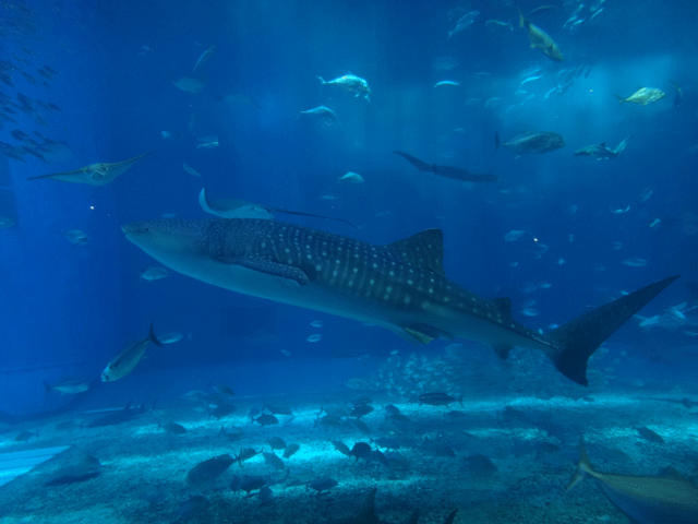 株式会社日食　沖縄出張　沖縄県国頭郡本部町　沖縄美ら海水族館　ジンベイザメ