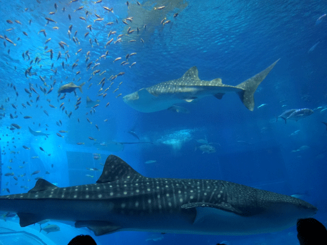 株式会社日食　沖縄出張　沖縄県国頭郡本部町　沖縄美ら海水族館　ジンベイザメ